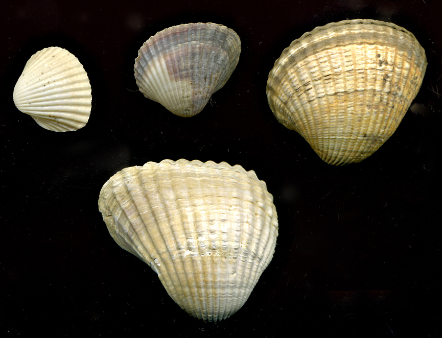 Cerastoderma edule e Cerastoderma glaucum